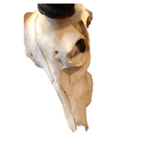 1950's African Antelope Skull