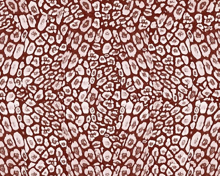 Michelle Nussbaumer: Jaguar (Multiple Colors)