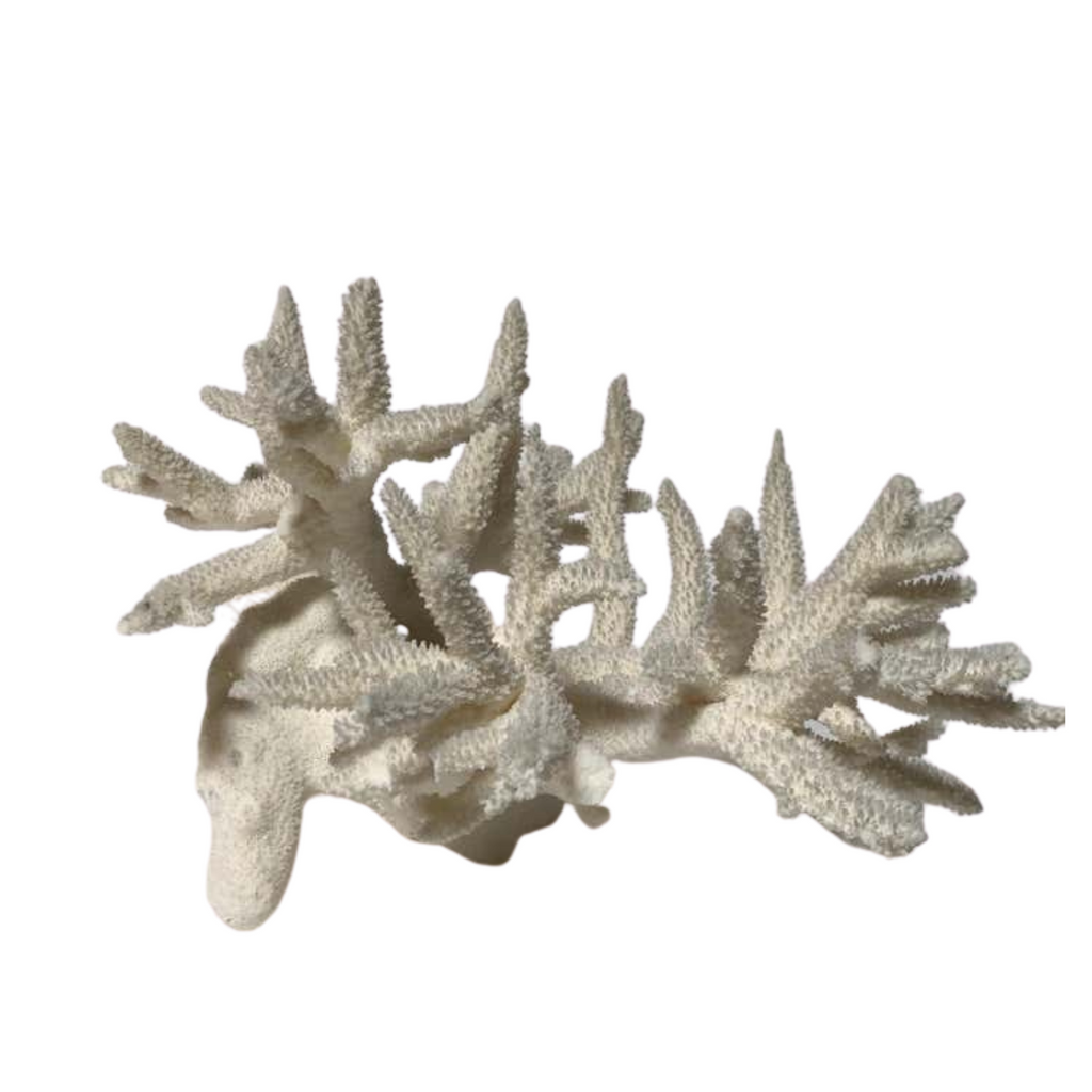 Natural Antler Coral