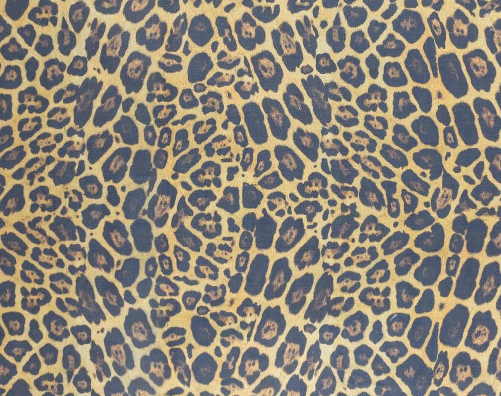 Michelle Nussbaumer: Jaguar (Multiple Colors)