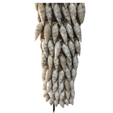 Ceremonial White Shell Necklace on Stand