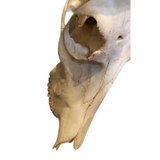 1950's African Antelope Skull