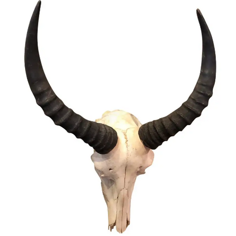 1950's African Antelope Skull