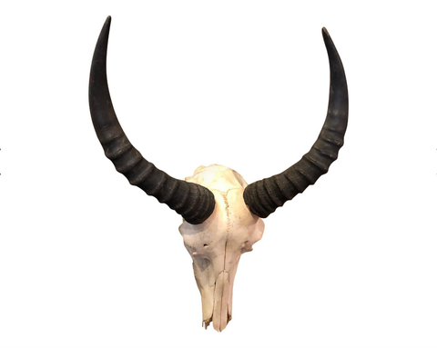 1950's African Antelope Skull